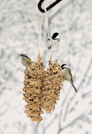 Mr. Bird Pine Cone Pair