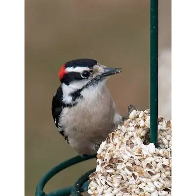 Safflower Cylinder - Small Mr. Bird