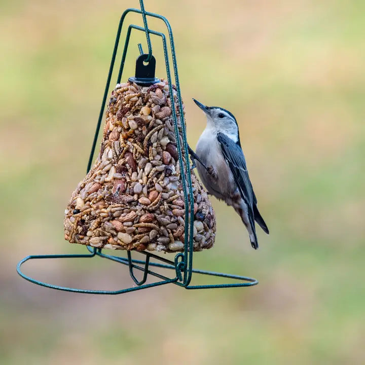 Mr. Bird Golden Safflower - Bell