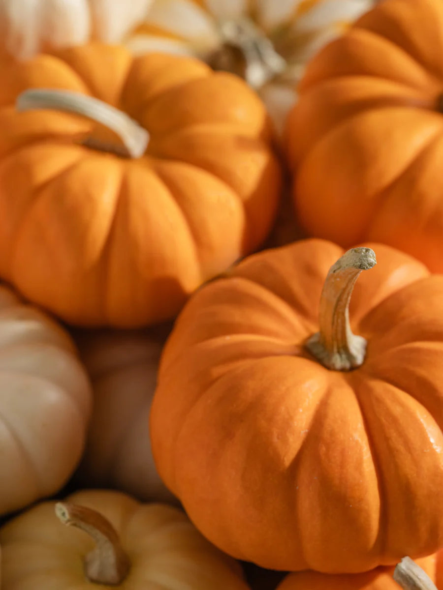 Pura Smart Scent Homesick Pumpkin Picking