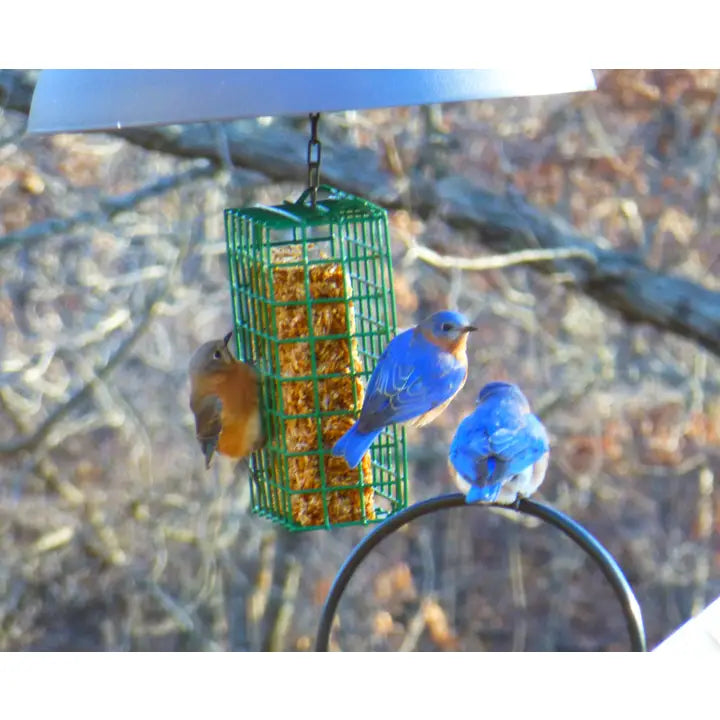 Mr. Bird Flaming Hot Feast Cake