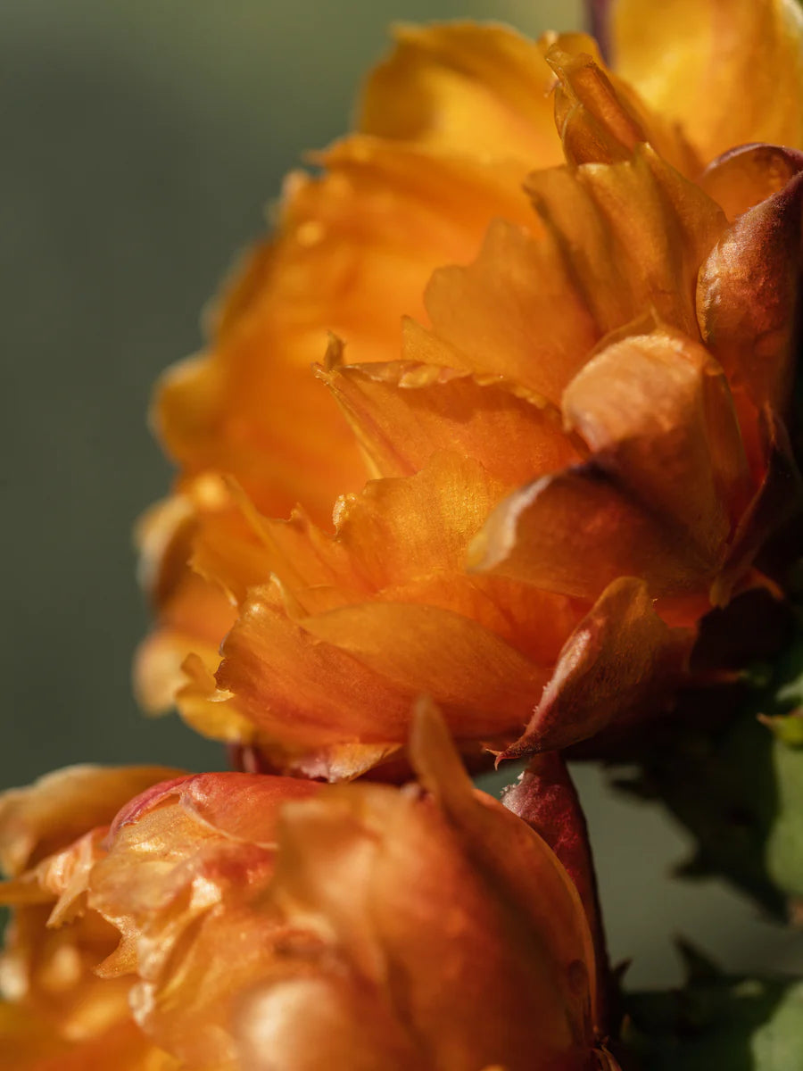 Pura Refill Paddywax Cactus Flower