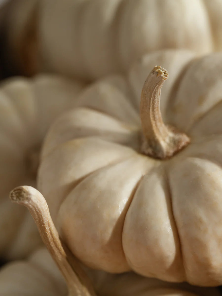 Pura Smart Scent White Pumpkin