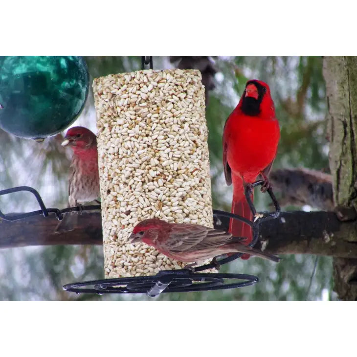 Safflower Cylinder - Small Mr. Bird