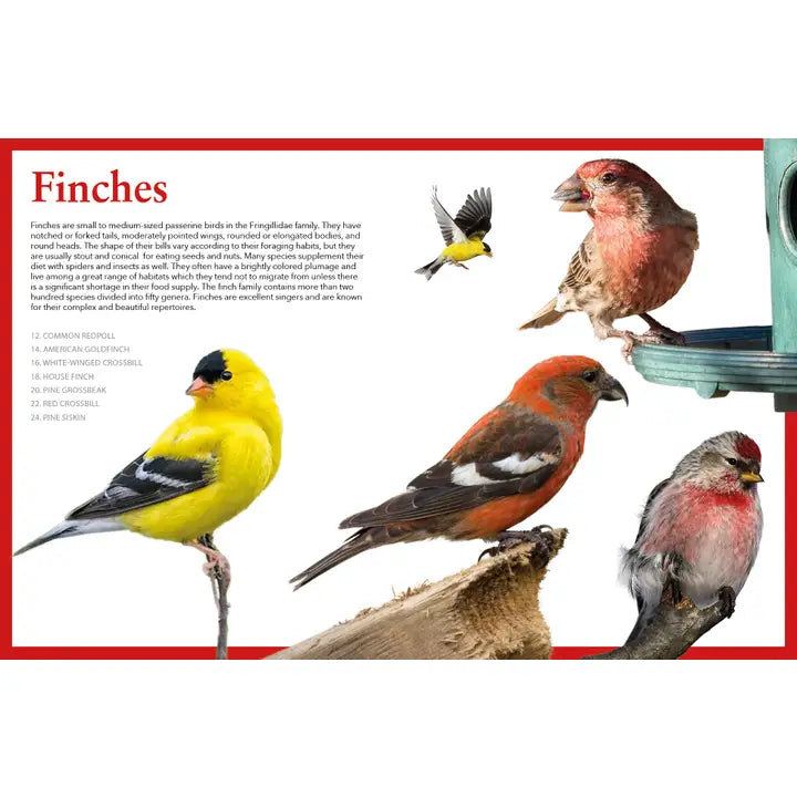 Backyard Birds of North America: Identify & Attract