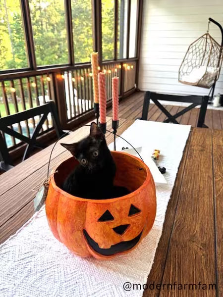 MUD PIE MACHE JACK-O-LANTERN TREAT BUCKETS