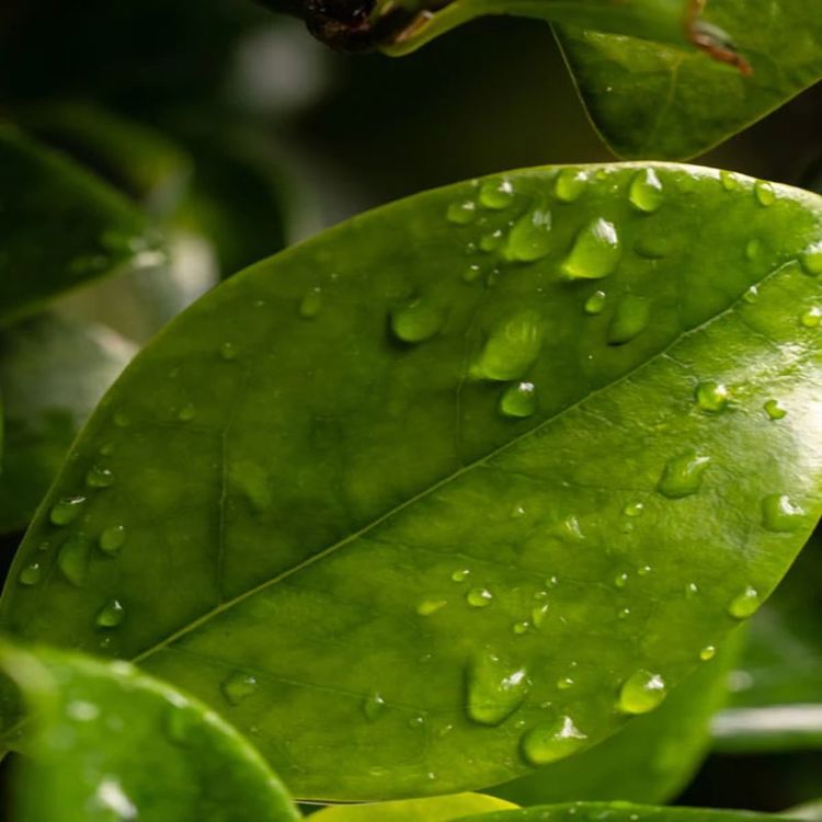 PURA SCENTS Water Lily (Pet Malodor) - SV