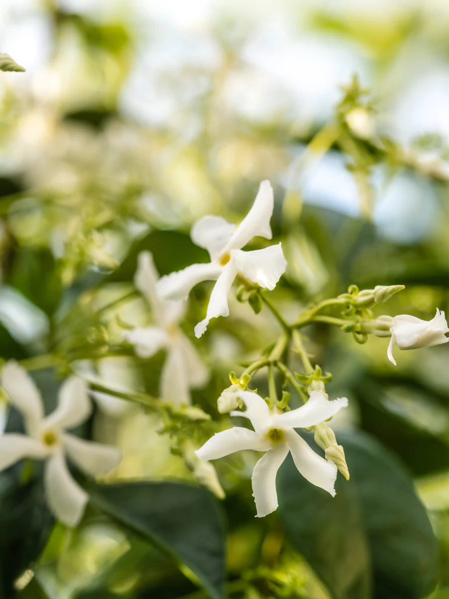 Pura Smart Scent White Tea No. 1