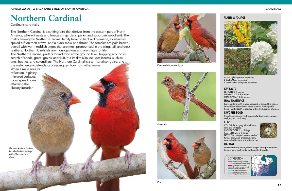 Backyard Birds of North America: Identify & Attract