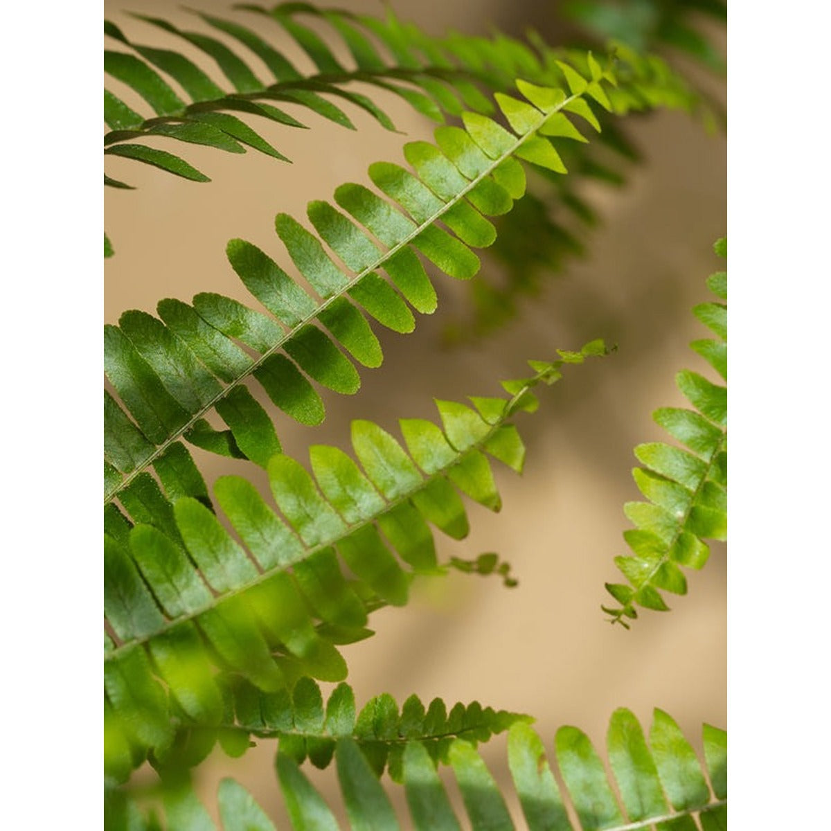 PURA SCENTS Fern + Moss - Smart Vial (Brooklyn Candle Studio)