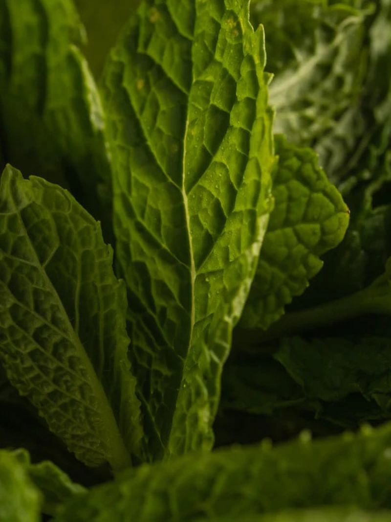 PURA SCENTS Mint Leaves SV ( Allos)