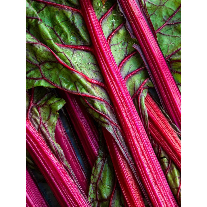 Pura Rhubarb Honey (Illume)