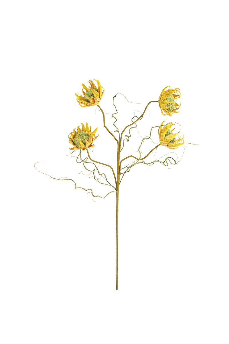 Kalalou Botanica