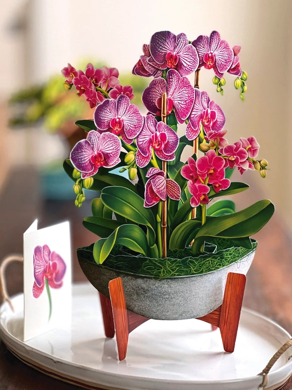 Freshecut Paper Orchid Oasis Pop-Up Flower Bouquet