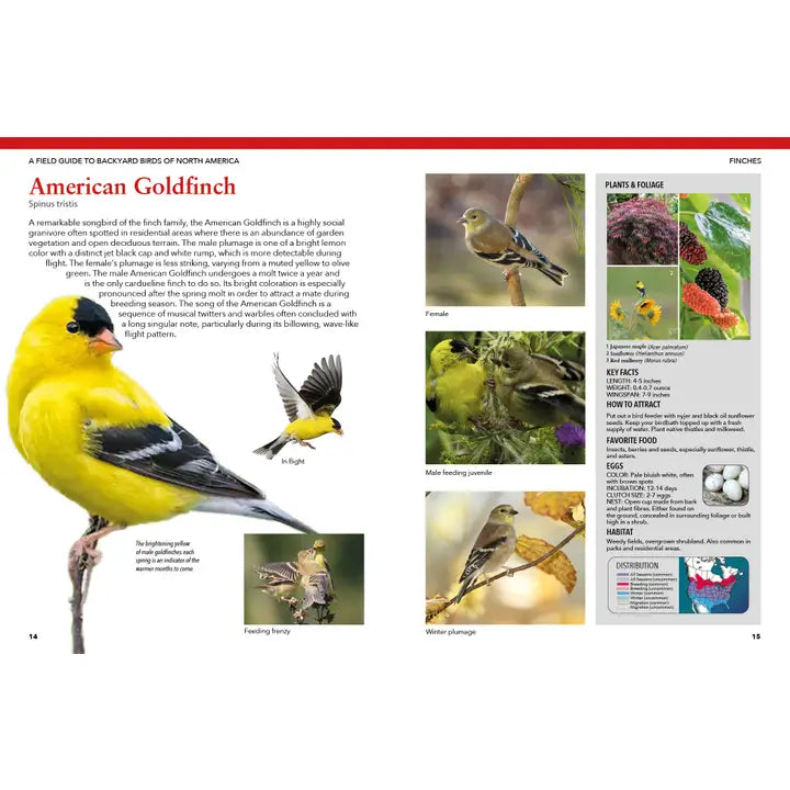 Backyard Birds of North America: Identify & Attract