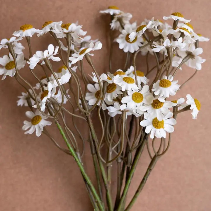 Kalalou Chamomile Bundle (6 Stems) - White