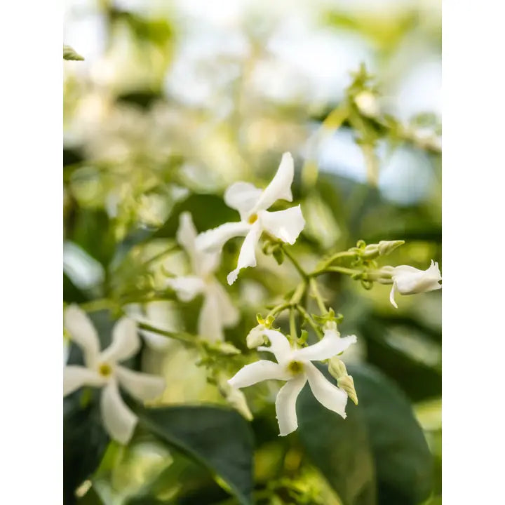 Pura Jasmine Honeysuckle (Studio McGee)