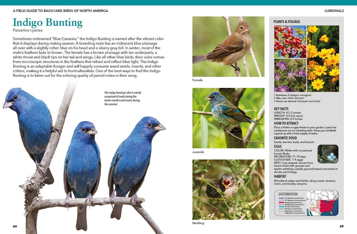 Backyard Birds of North America: Identify & Attract