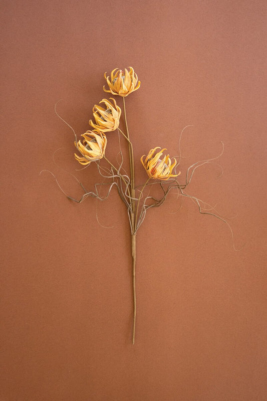 Kalalou Botanica