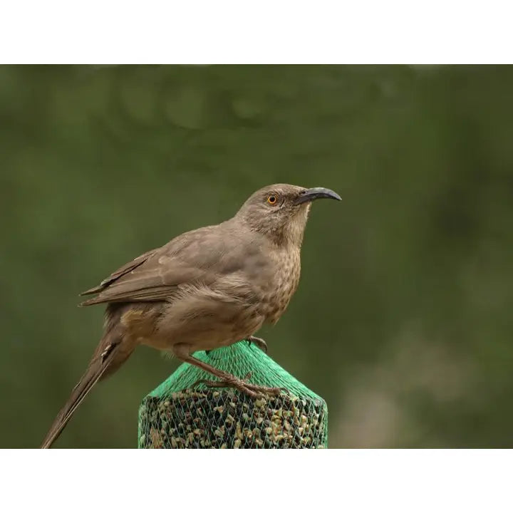 Mr. Bird Wildbird Feast Cylinder - Small