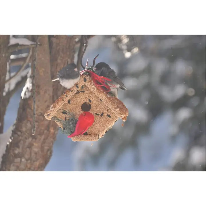 Mr. Bird Wren Casita