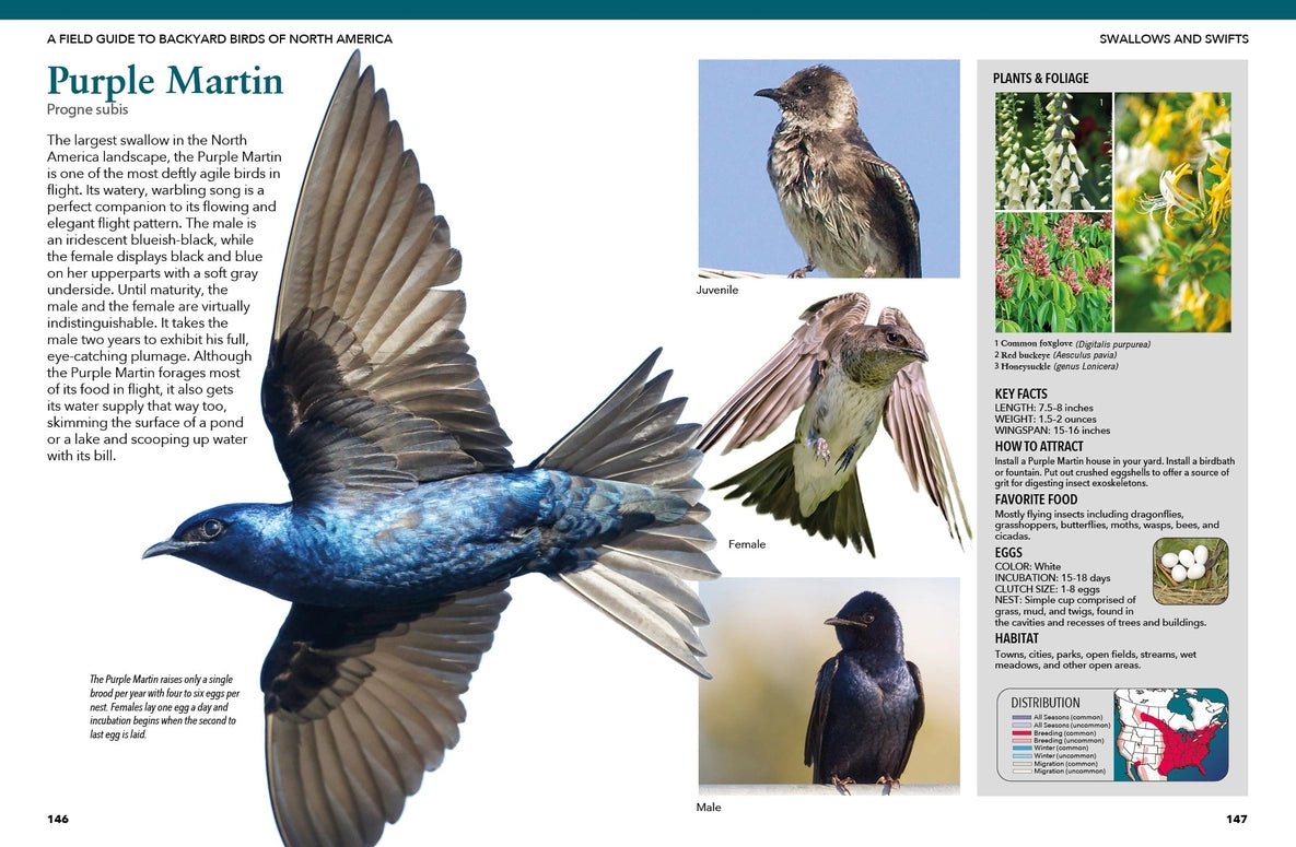 Backyard Birds of North America: Identify & Attract