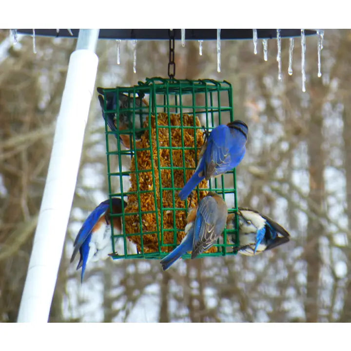 Mr. Bird Nut Cake