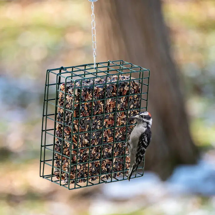 Mr. Bird Nut Cake